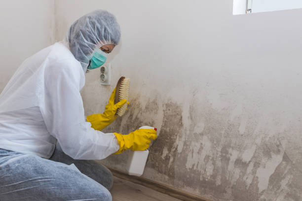 Best Real Estate Mold Inspection  in Perryville, MO